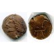 Chach, Ruler Wanwan 3-5 Ct AD. (30489)